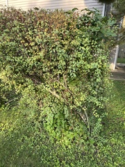 Symphoricarpos orbiculatus