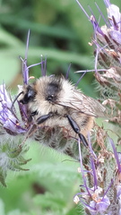 Bombus sylvarum