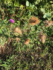 Cirsium vulgare