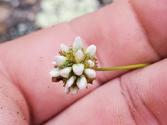 Persicaria sagittata