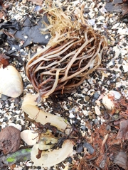 Undaria pinnatifida