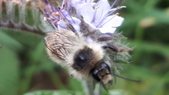Bombus sylvarum