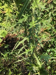 Cirsium vulgare