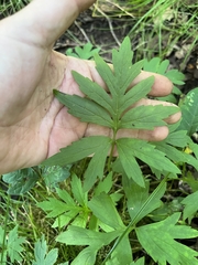 Hydrophyllum virginianum
