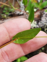 Persicaria sagittata