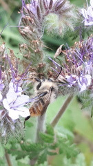 Bombus sylvarum