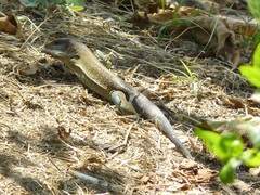 Ameiva praesignis