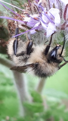 Bombus sylvarum
