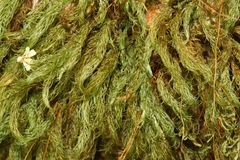 Pyrrhobryum spiniforme