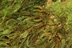 Pyrrhobryum spiniforme