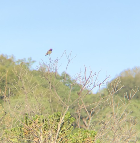 iNaturalist observation photo of Anna's Hummingbird