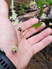 Persicaria sagittata