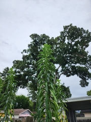 Clerodendrum indicum