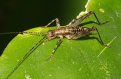 Leptogryllus