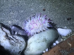 Anthopleura