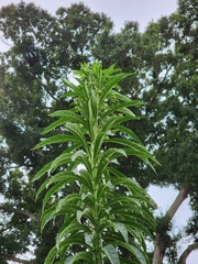 Clerodendrum indicum