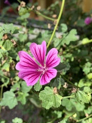 Malva sylvestris