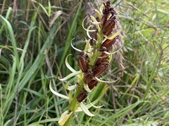 Dactylorhiza praetermissa