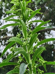 Clerodendrum indicum