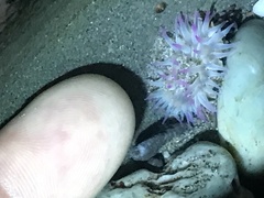Anthopleura
