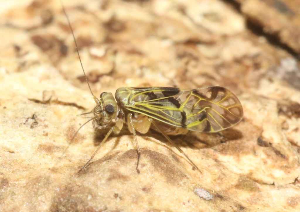Ptycta heterogamias