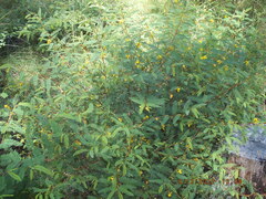 Chamaecrista fasciculata