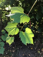 Vitis riparia