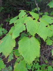 Acer