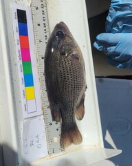 Ambloplites rupestris