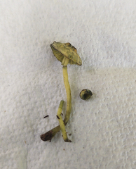 Leucoagaricus viridiflavoides