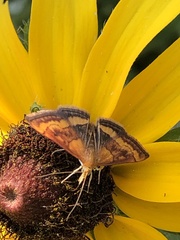Pyrausta