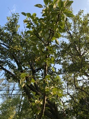Pyrus communis