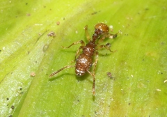 Tetramorium insolens