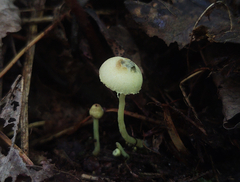 Leucoagaricus viridiflavoides