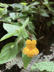 Erythranthe dentata