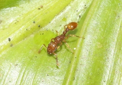 Tetramorium insolens