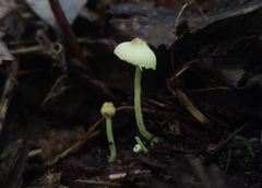 Leucoagaricus viridiflavoides