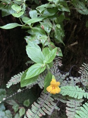 Erythranthe dentata