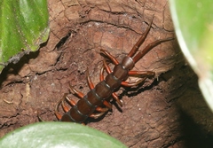 Scolopendra subspinipes