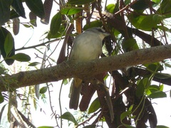 Arremonops conirostris