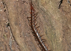 Scolopendra subspinipes