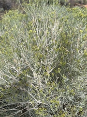 Artemisia filifolia