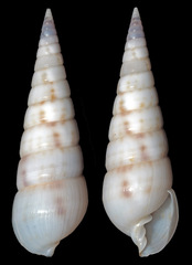 Longchaeus maculosus