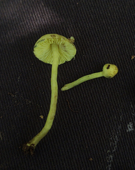 Leucoagaricus viridiflavoides