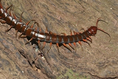 Scolopendra subspinipes