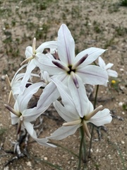 Leucocoryne appendiculata