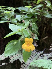 Erythranthe dentata