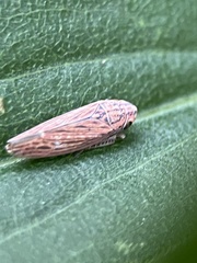 Cicadellini