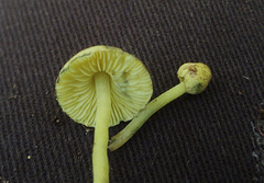 Leucoagaricus viridiflavoides