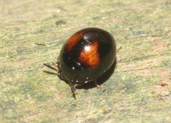 Stethotrypes raffrayi
